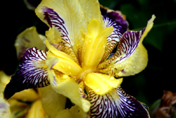 08 0524 iris cannibale