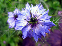 08 0524 la nigella di questo anno