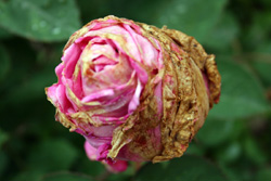 08 0524 la rosa quando invecchia resta dignitosa