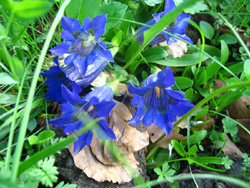 08 0531 genziana Clusii