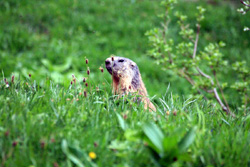 08 0601 marmotta