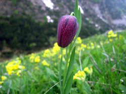 08 0601 fritillaria tenella a Limonetto
