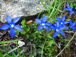 08 0601 genziana Bavarica a Limonetto