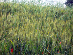 08 0607 il grano da Bisci