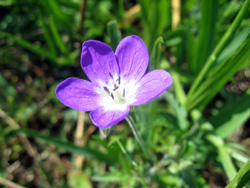 08 0817 viola a Limonetto