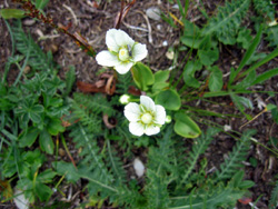 08 0819 ranunculus aconitifolius a Limonetto