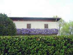 09 0412 glicine grasso