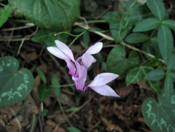 09 0719 ciclamino sulla Roncola
