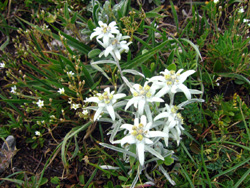 09 0812 stelle alpine a Limonetto