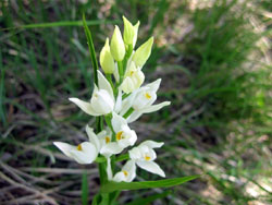 10 0523 sulla Roncola