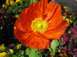 11 0409 fiore a Vevey