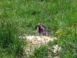 11 0625 grassa marmotta a Limonetto