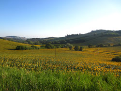 12 0712 i girasoli del Conero il giorno dopo