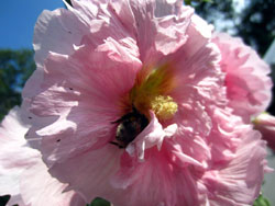 12 0817 fiore di malva a Limonetto
