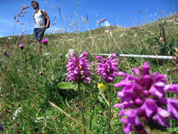13 0813 tre piani di fucsia