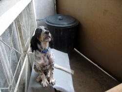 08 0712 povero cane a Stabello di Zogno. Padroni da mettere in gabbia
